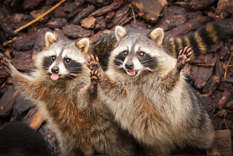 животные, дикие, еноты, зоопарк Споемте друзья... фото превью