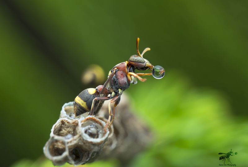 Wasp Blowing Water Bubble 170705Aphoto preview