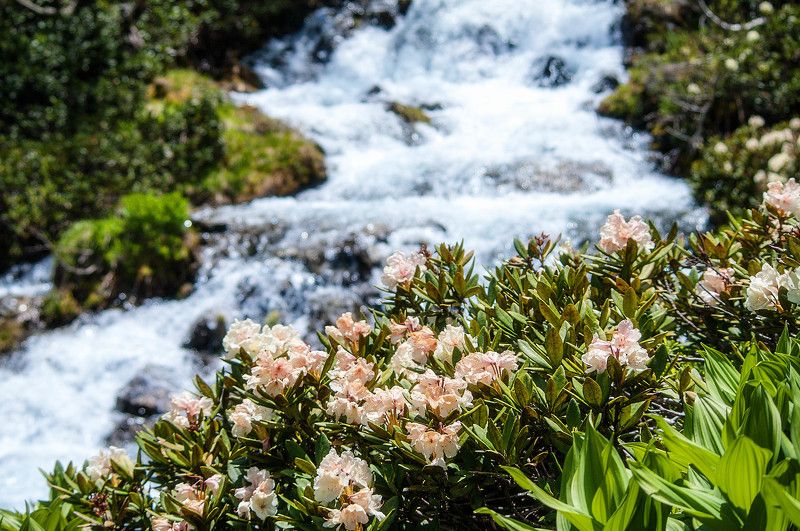 pentax k7 Цветущий радодендронphoto preview