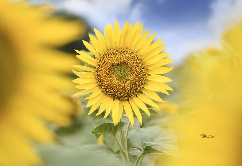 Пусть всегда будет солнце photo preview