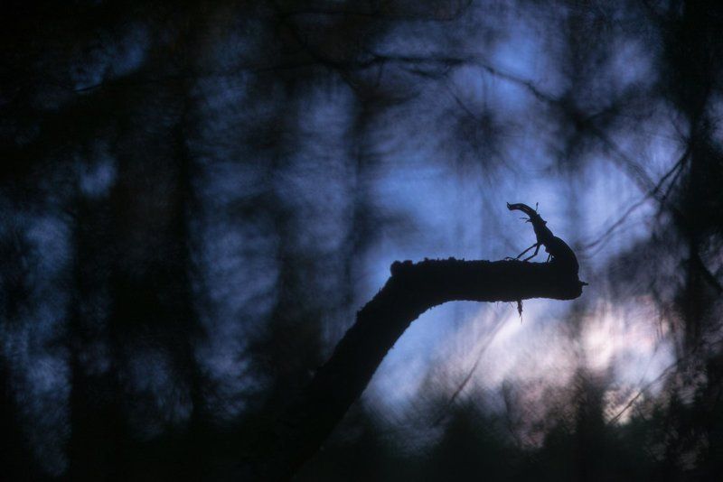 Рогачphoto preview