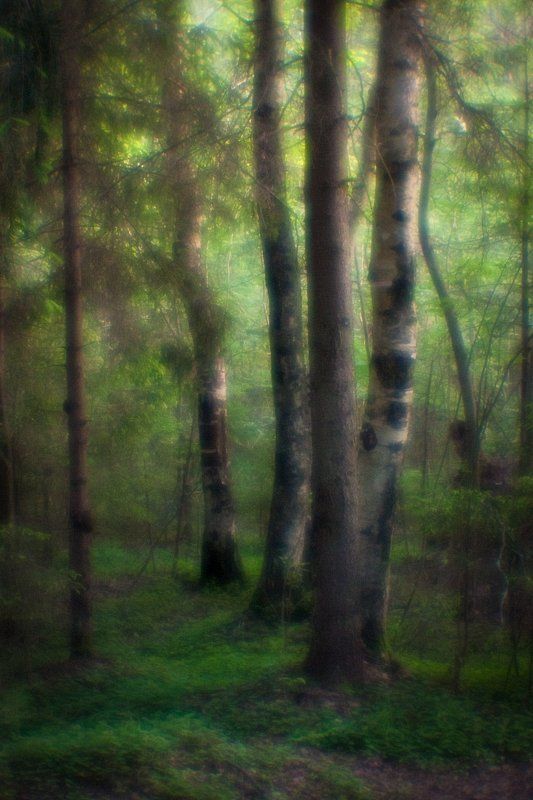 monolens, монокль, пейзаж, природа, пиктореализм, свет В чащеphoto preview