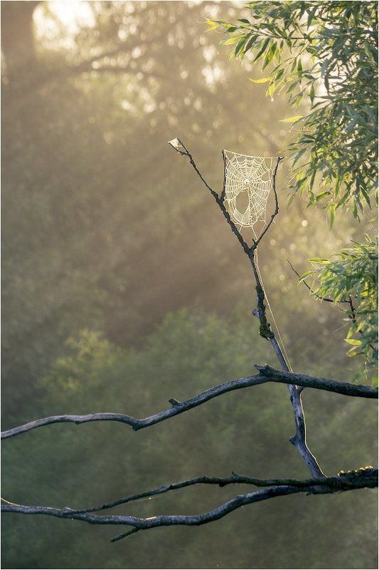 утро,паутина,лучи,растения,листья Поймать утроphoto preview