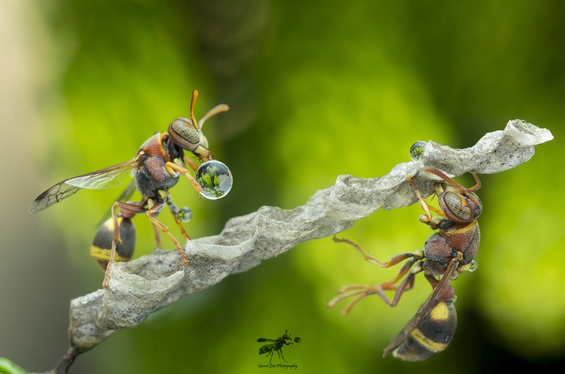 #maro#wasps#waterbubble#colors Waspsphoto preview