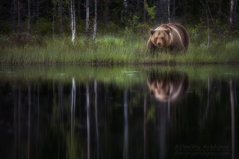 Ночной гостьphoto preview