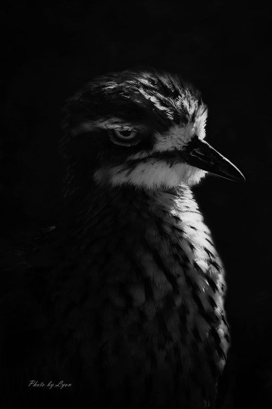 смотретьphoto preview