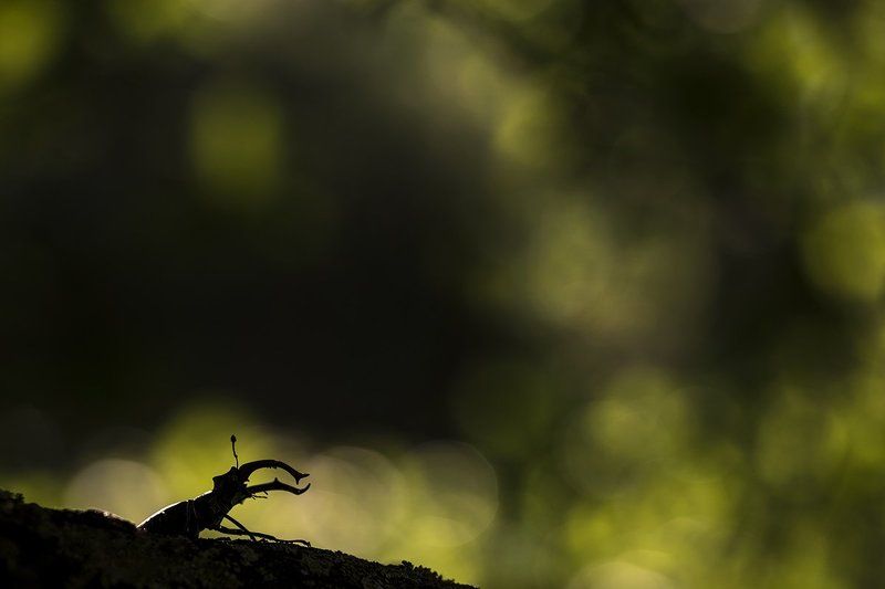 Жуки-олени 2017photo preview