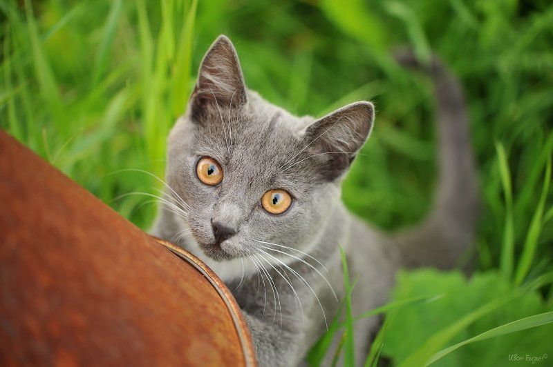 кот обормот photo preview