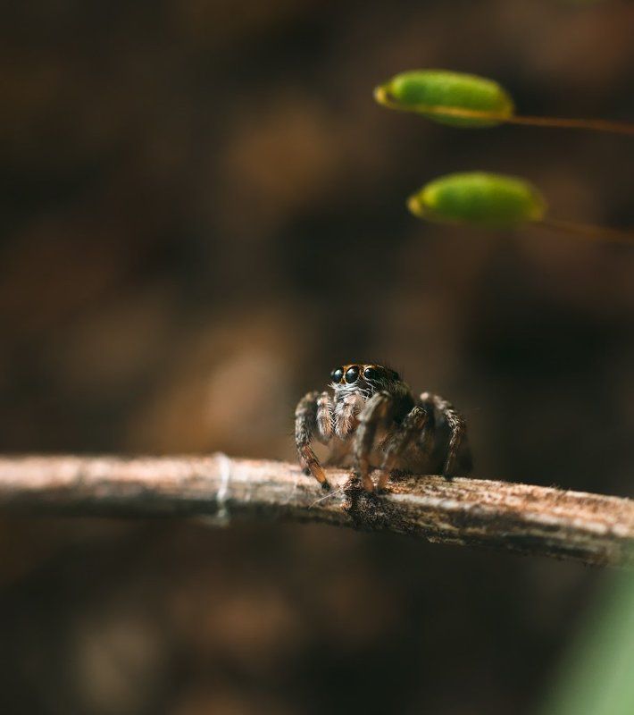 макро, паук, скакун, macro, spider, salticidae photo preview