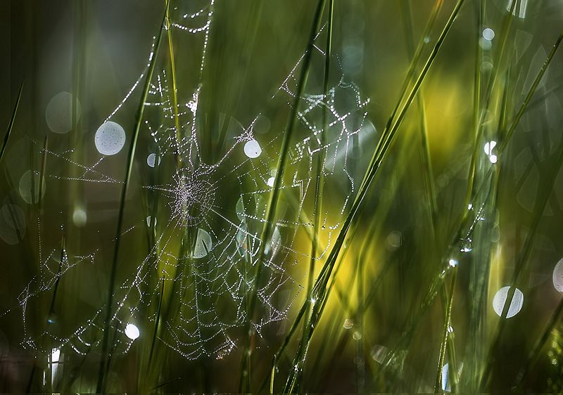 ..утром..photo preview