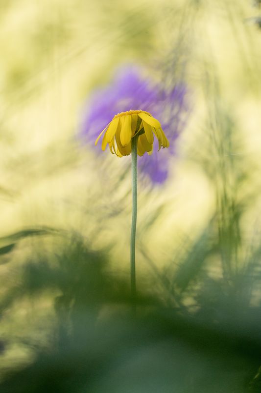 цветы,цветок,макро,растения,природа,трава,боке А мне летать охота!photo preview