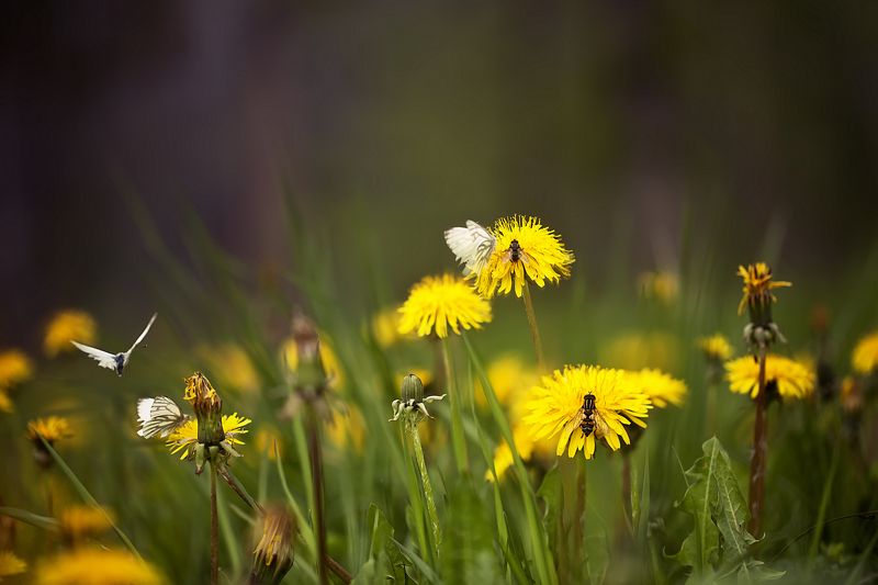 ..лето ..утром..photo preview