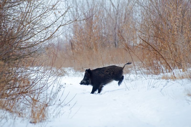 Хортица, Дикий кабан photo preview