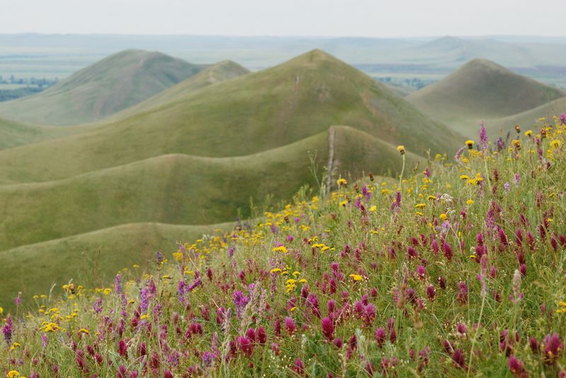 горы долгие Цветущие степиphoto preview