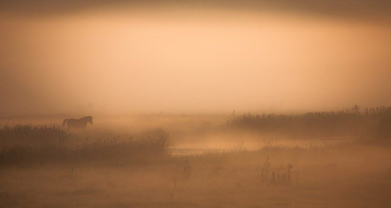 Ой, чий там кінь стоїть...photo preview