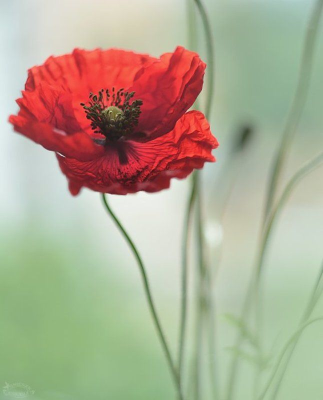 Jedynakphoto preview