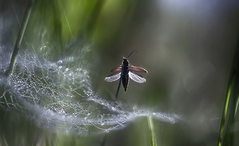 ..лето ..лететь..photo preview