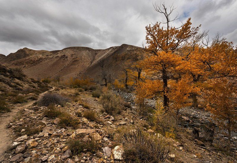 Осени янтарьphoto preview