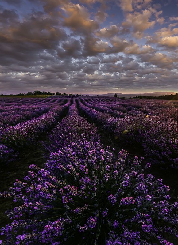sunset, lavender,flowers,nature,clouds,outdoor,landscape,purple Lavender sunsetphoto preview