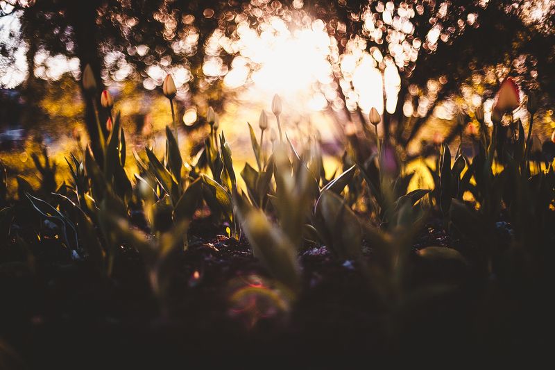 тюльпаны, макро, цветы, зелень, природа Тюльпаныphoto preview