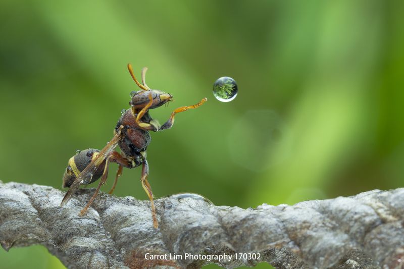 #macro#wasp#waterbubble#reflection#colors Wasp 170710Aphoto preview
