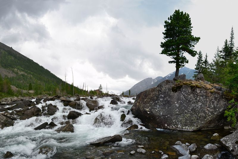 Мультинские озёра, Мульта, Алтай Дерево между Озерphoto preview