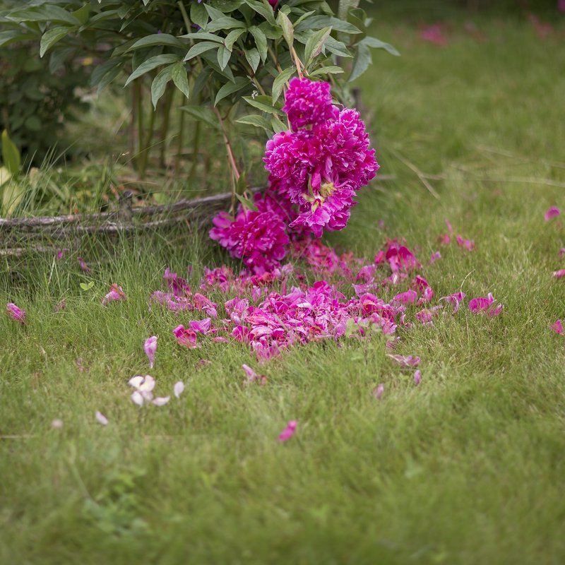 пионы Пионопадphoto preview