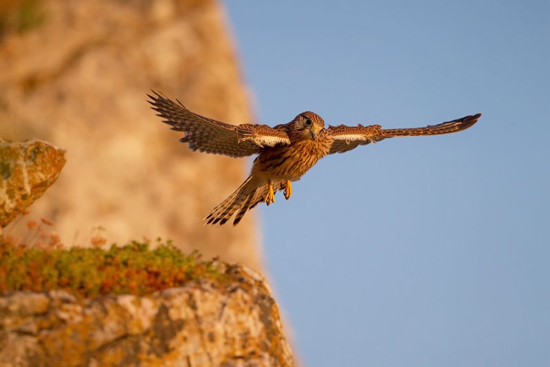 на закатеphoto preview