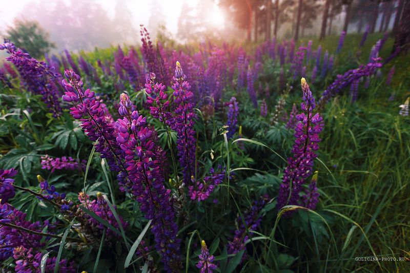 Фиолетphoto preview