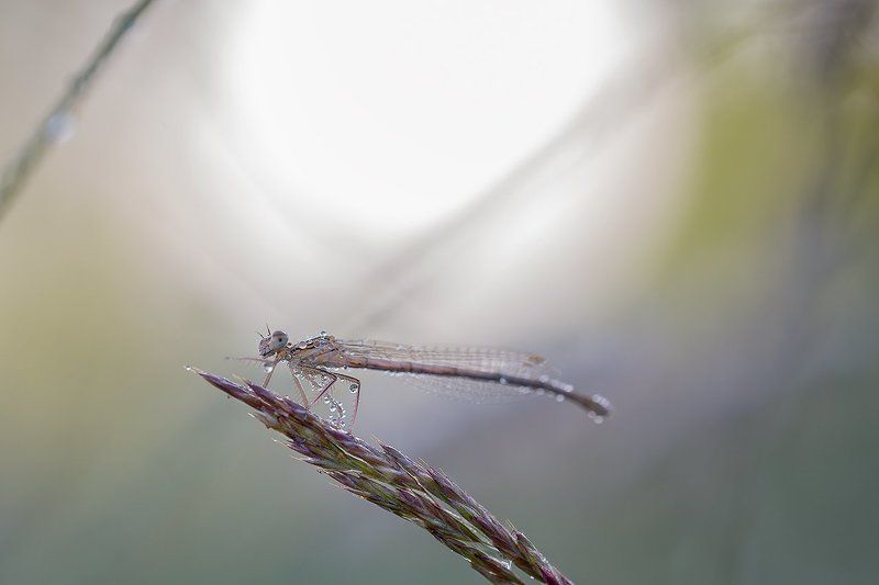 стрелка. photo preview