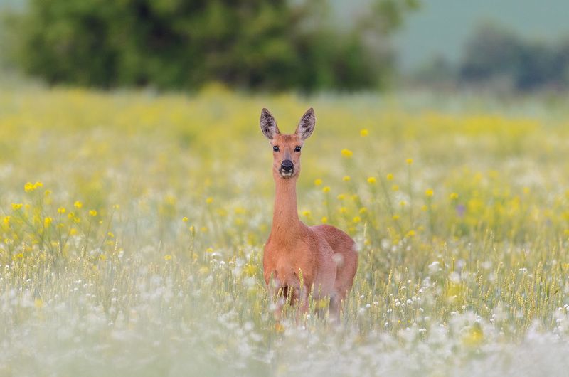 косулиphoto preview