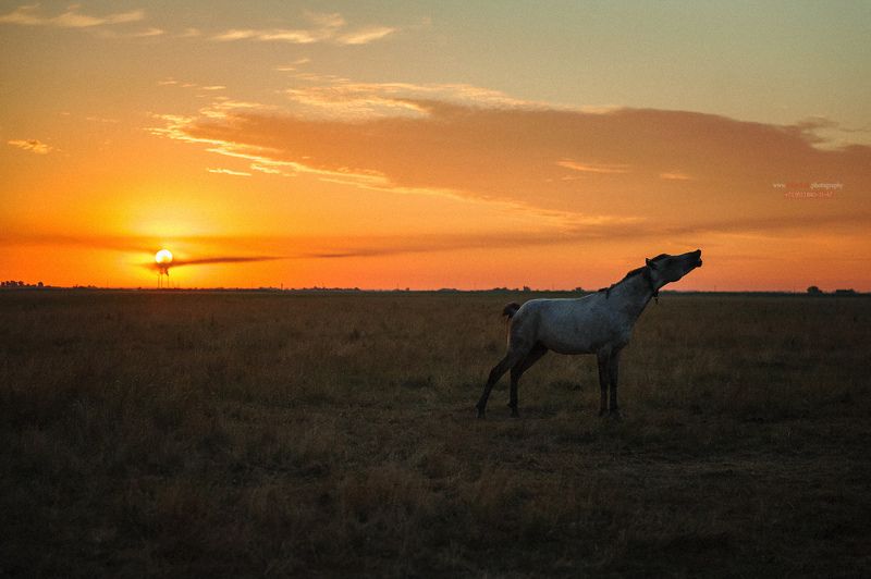 лошадь, пейзаж, восход солнца, в поле лошадь ****photo preview