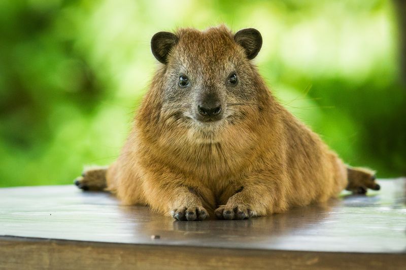 Лентяйphoto preview