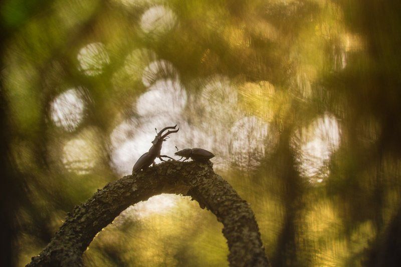 Любовь оленейphoto preview