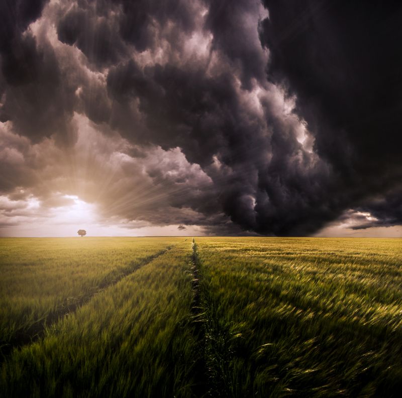 lithuania, storm, clouds, tree, field, grass, sun, sunset *photo preview