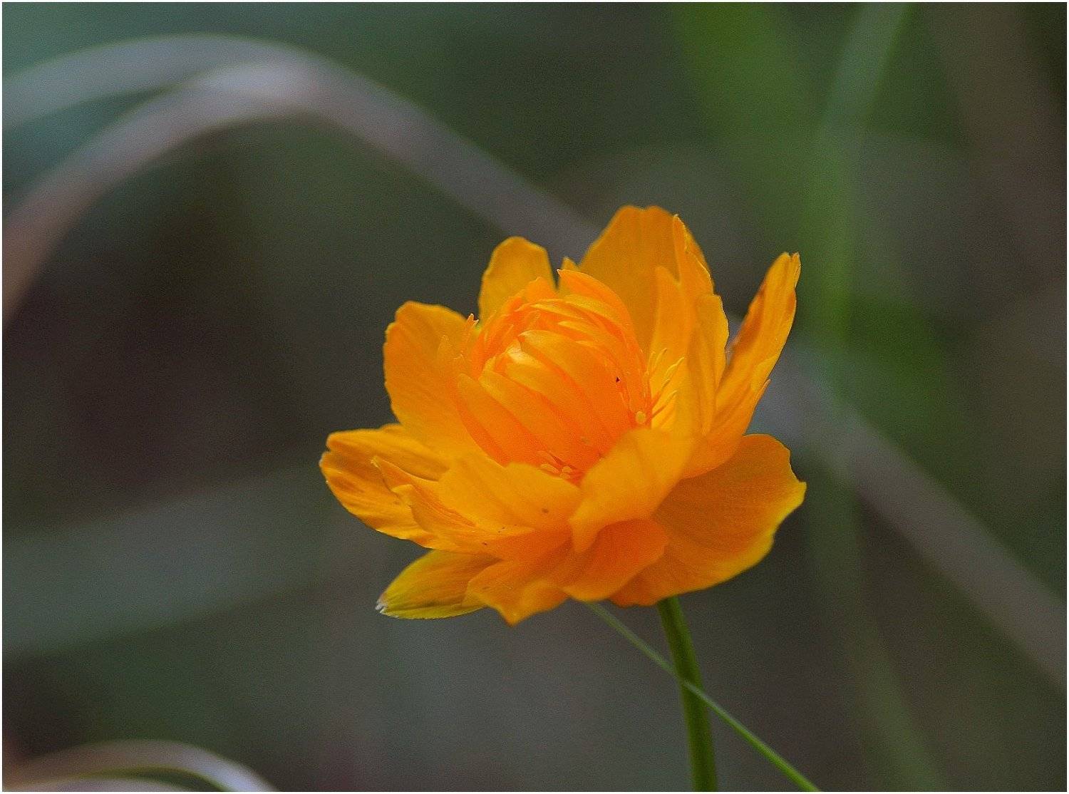 Северная роза. Автор: Владимир Таймыр,июль,цветы, Владимир