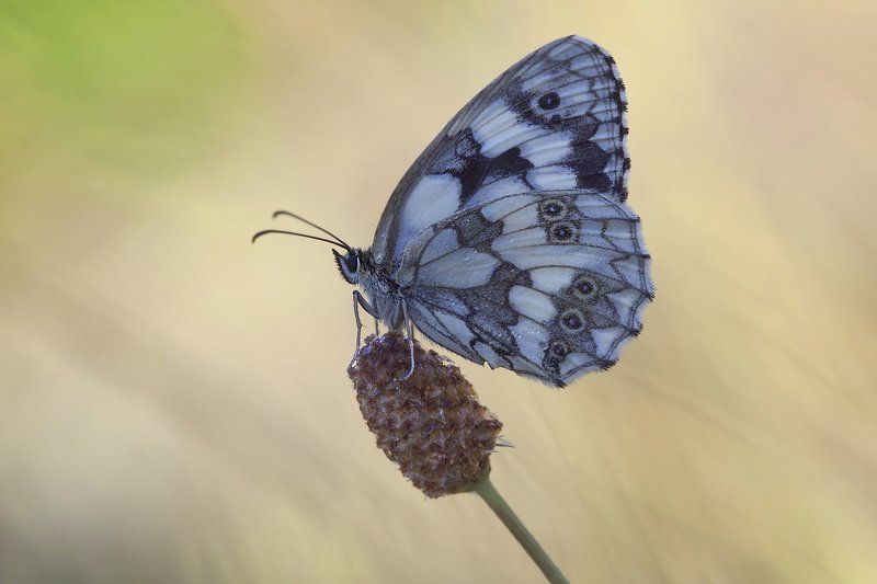 Галатеяphoto preview