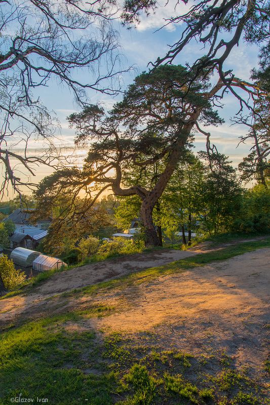 Сосны Городецкого Валаphoto preview