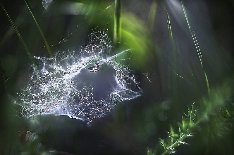 ..паучковое утро...photo preview