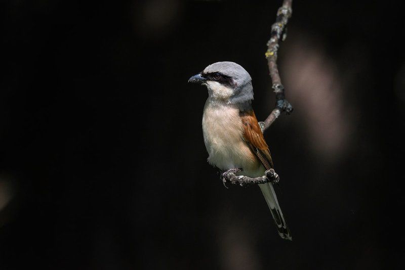сорокопут, жулан, птицы, животные, анималистика Сорокопут-жулан фото превью