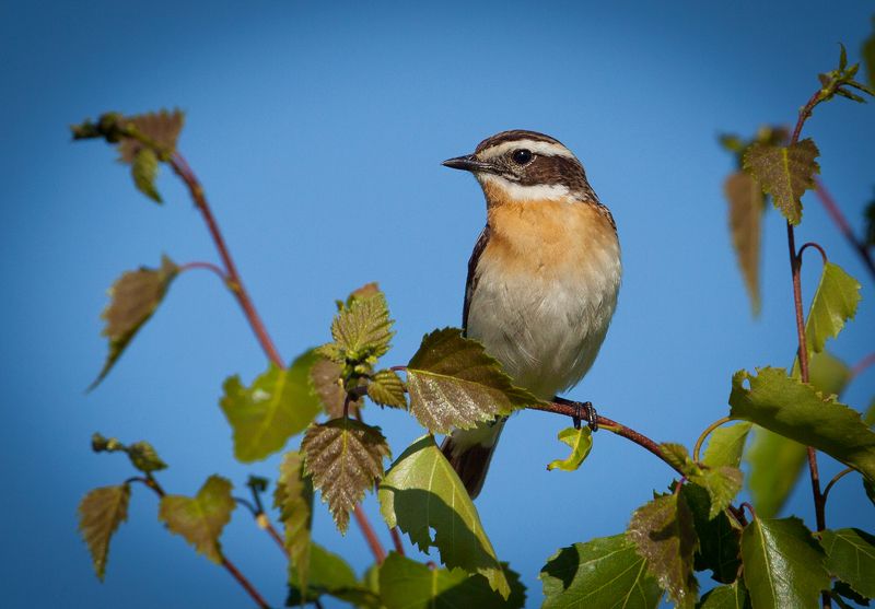 Чеканphoto preview