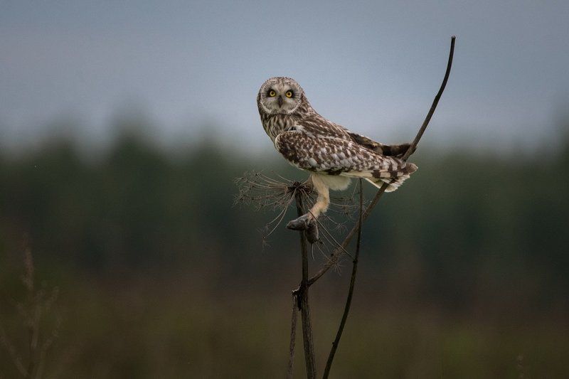 Вечерело.Но мыши не сдавались.photo preview