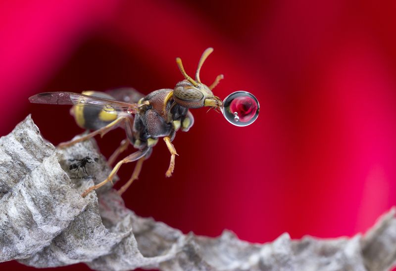#macro#wasp#waterbubble#reflection#colors Wasp 170713Aphoto preview