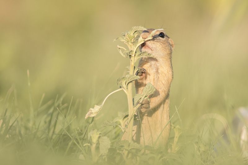 Как вкусноphoto preview