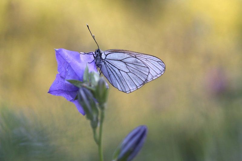 Summertimephoto preview