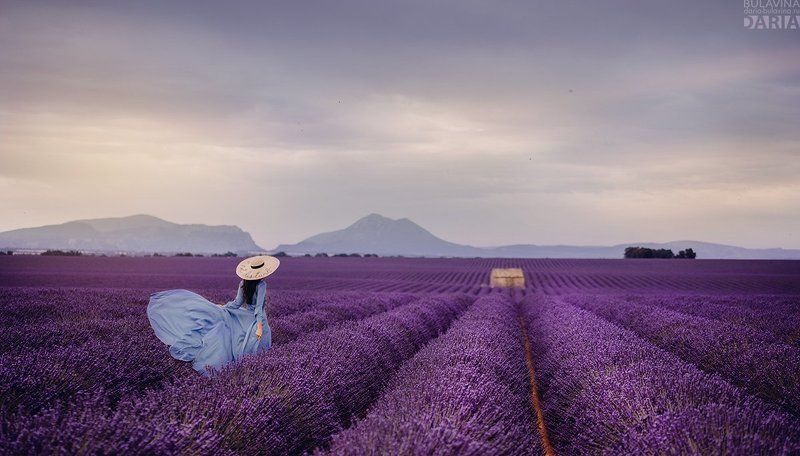лавандовое поле,  лаванда,  прованс, франция, Айгульphoto preview