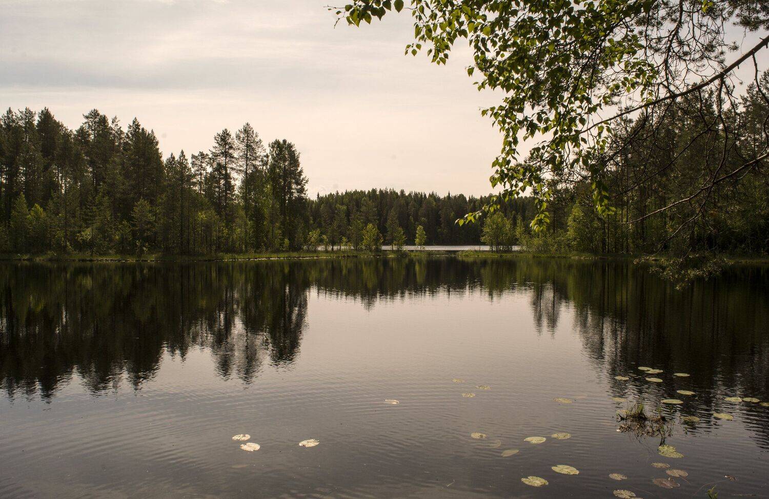 У лесного озера.. Автор: Марина Никулина , Марина Никулина