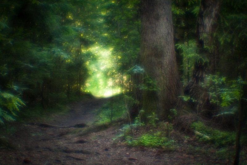 В лесной глушиphoto preview