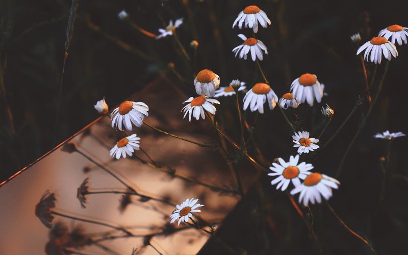 природа, цветы, ромашки, закат, вечер eveningphoto preview