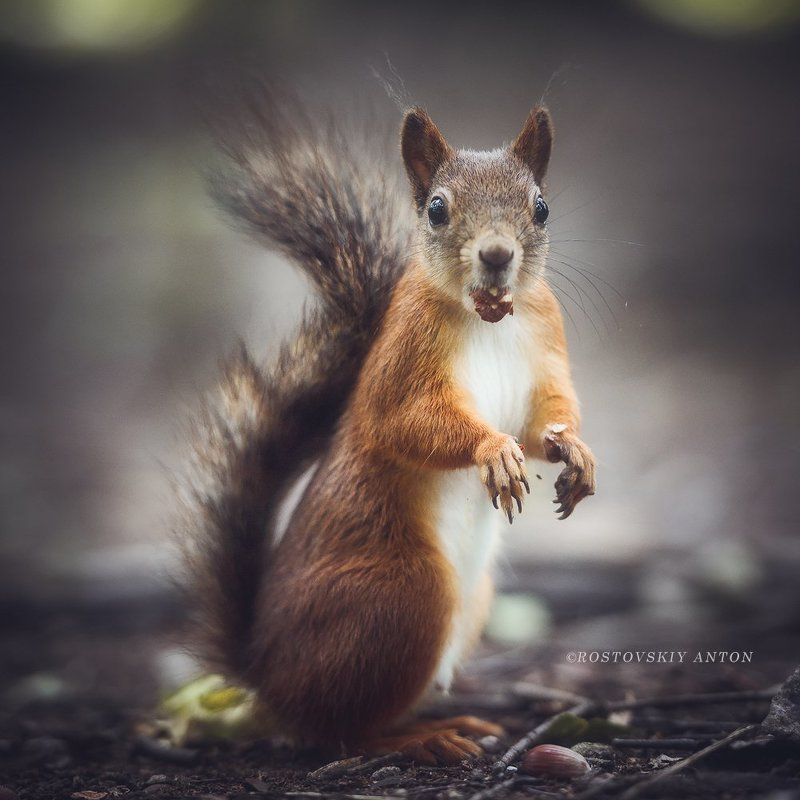 белка, удивление, ледниковый период \